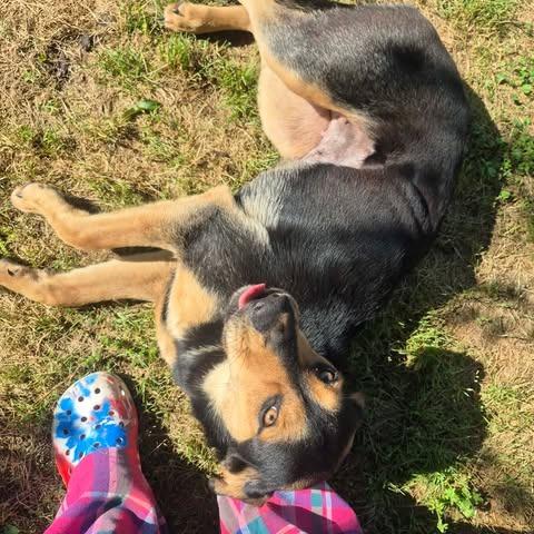 Enlarge Suzi, a Adoptable mixed breed in Dover, AR image 3/3