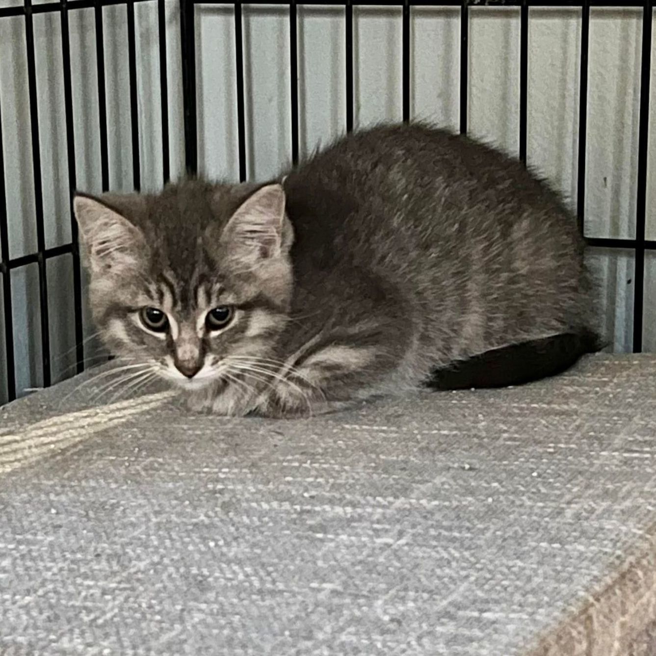 Gertrude, a Adoptable mixed breed in Omaha, NE image 1/4