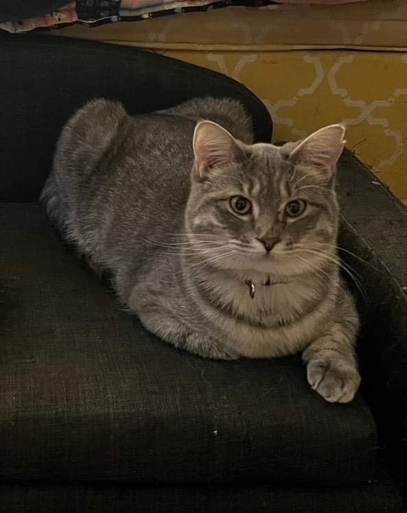 Gertrude, a Adoptable mixed breed in Omaha, NE image 2/4