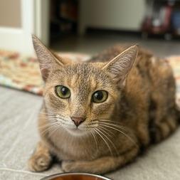 Majesty, Adoptable, Young Female Domestic Short Hair.