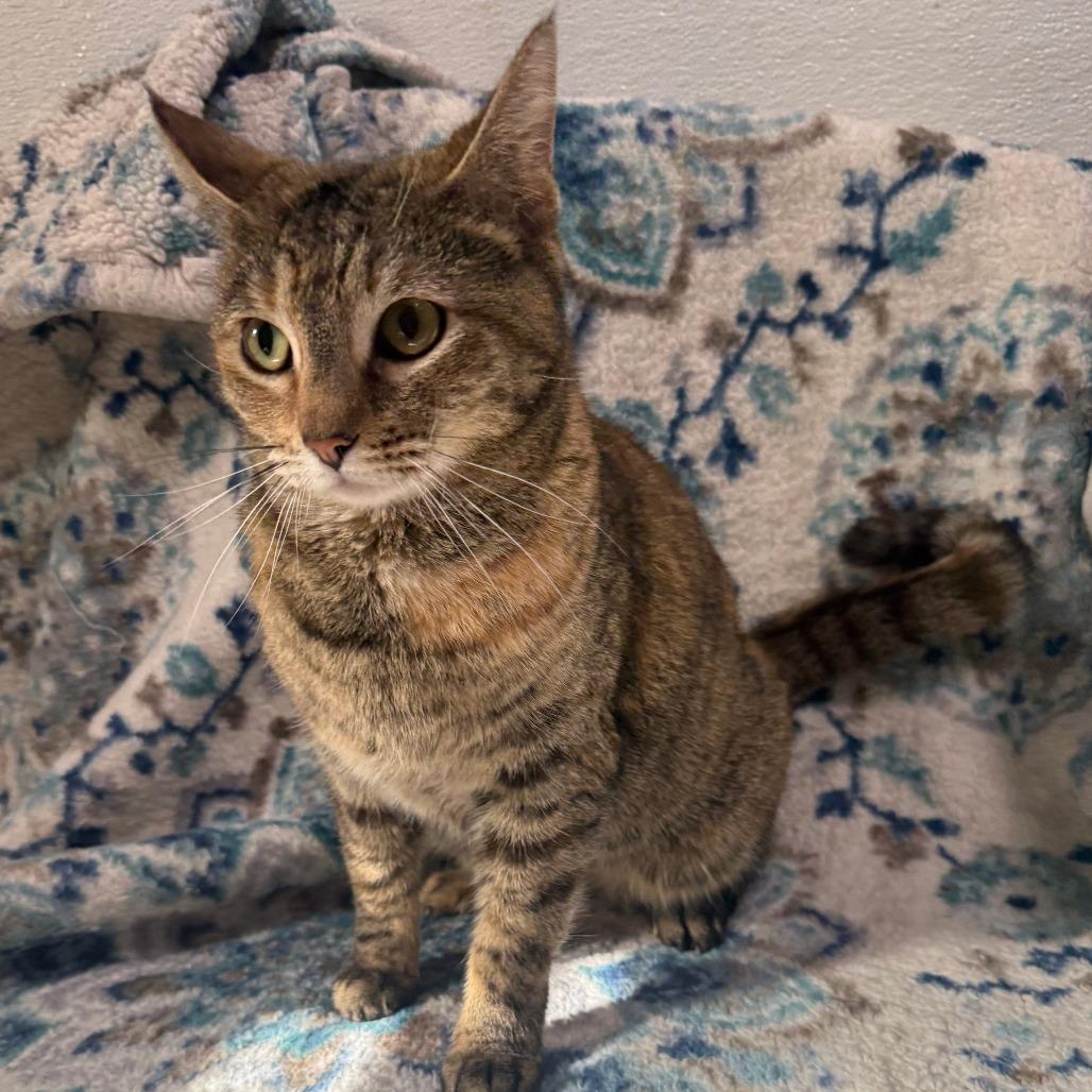 Majesty, Adoptable, Young Female Domestic Short Hair.