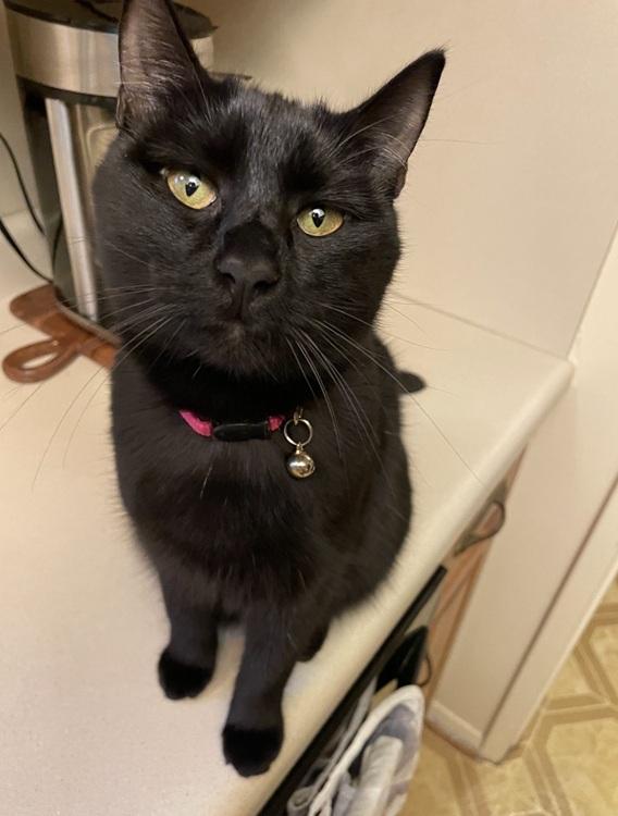 Susu, ADOPTABLE, Young Female American Shorthair.