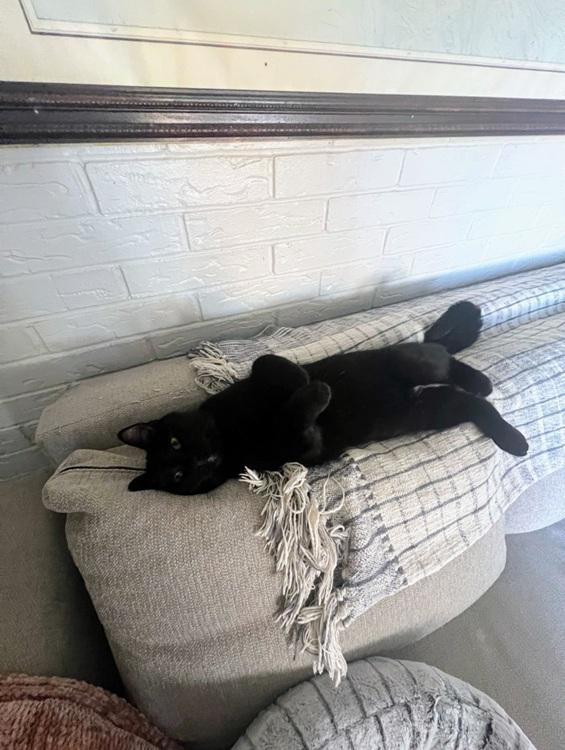 Enlarge Susu, a ADOPTABLE mixed breed in Richardson, TX image 4/4