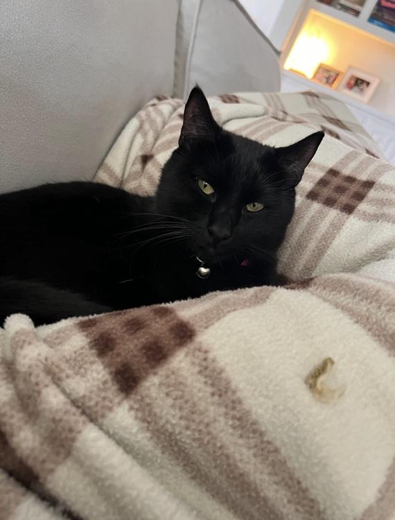 Enlarge Susu, a ADOPTABLE mixed breed in Richardson, TX image 2/4