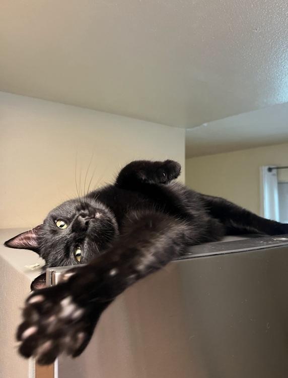 Enlarge Susu, a ADOPTABLE mixed breed in Richardson, TX image 3/4