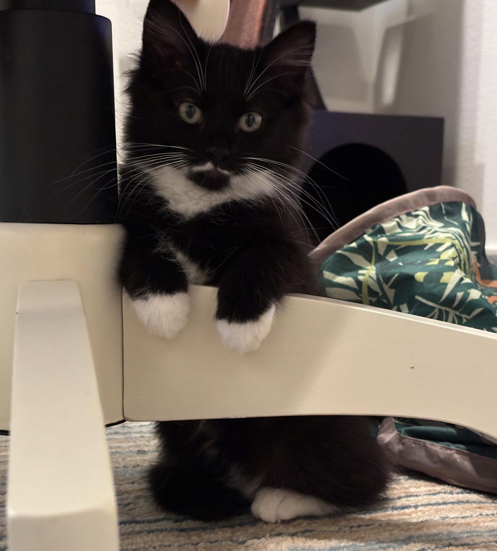 Bea, Adopted, Kitten Female Tuxedo & Domestic Medium Hair.