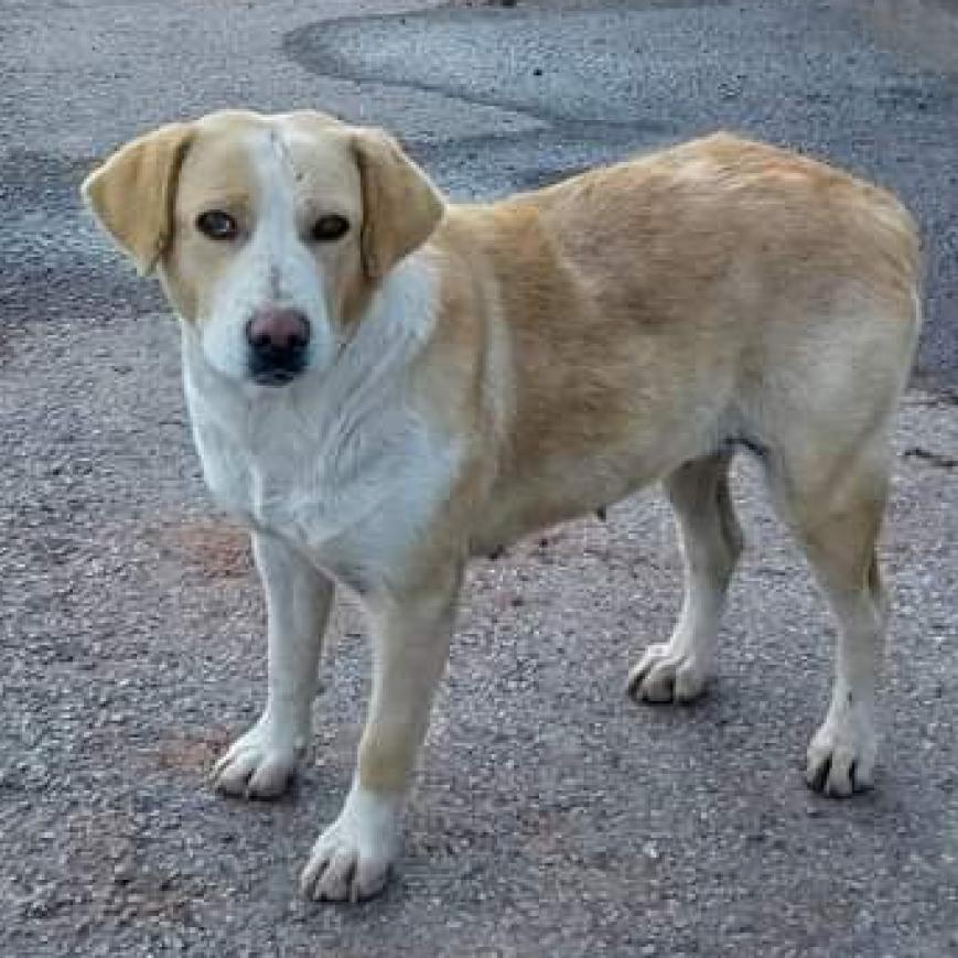 Enlarge Gabby, a Adoptable Shepherd in Phoenix, AZ image 1/1