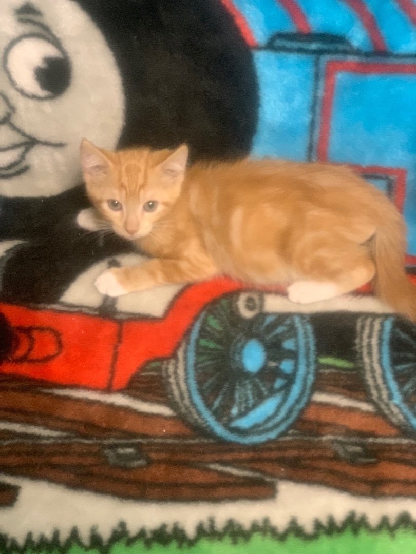 Enlarge Cheese Puff, a Adoptable Domestic Short Hair in Hearne, TX image 2/3