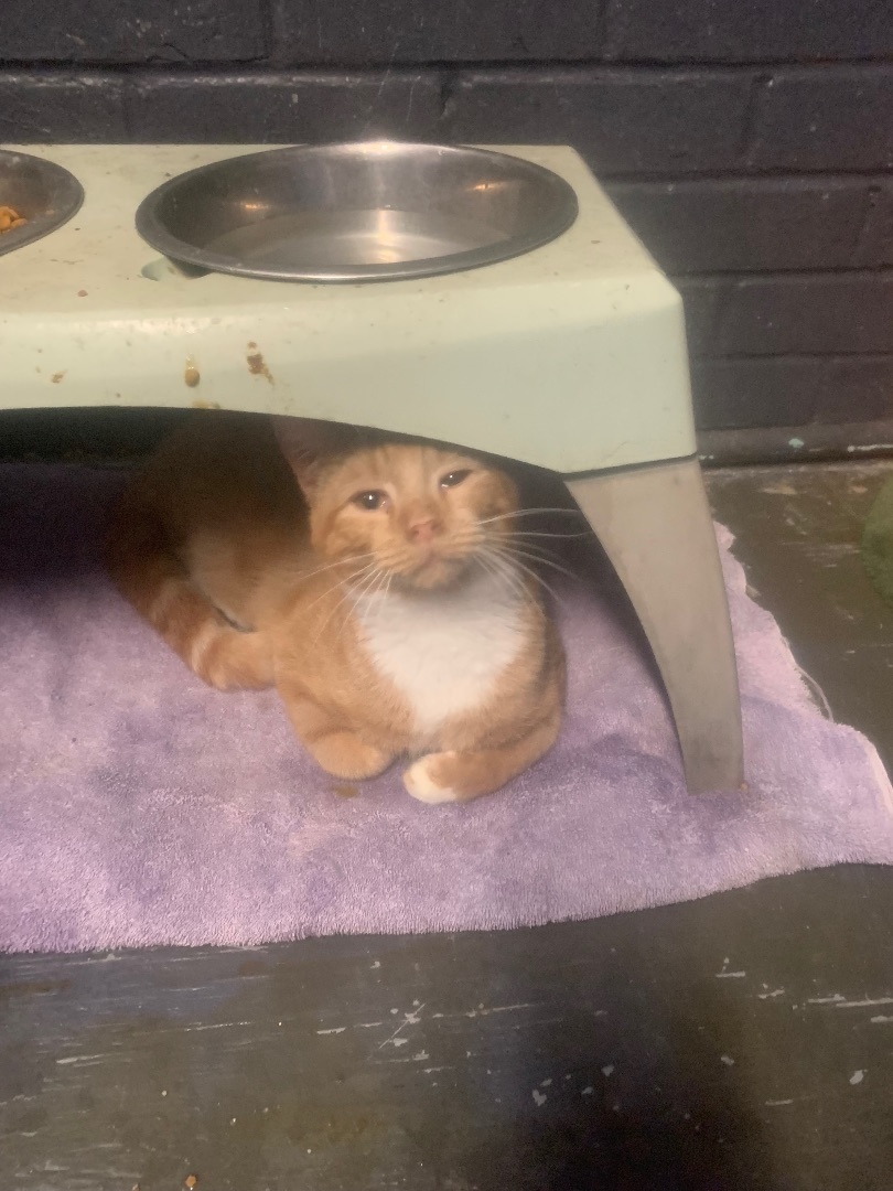 Enlarge Cheese Puff, a Adoptable Domestic Short Hair in Hearne, TX image 3/3