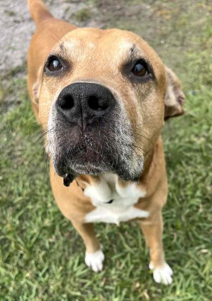 Enlarge Ramsy, a Adoptable mixed breed in Palm Coast, FL image 2/3