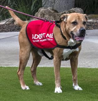 Enlarge Ramsy, a Adoptable mixed breed in Palm Coast, FL image 3/3