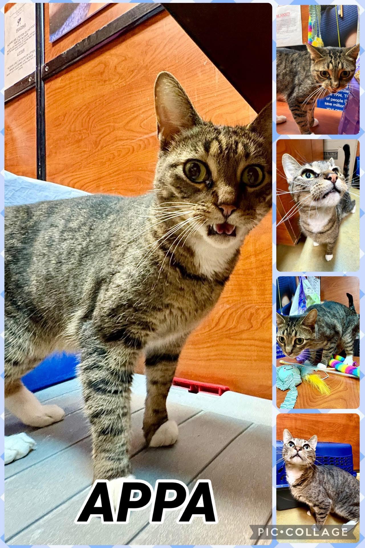 APPA, ADOPTABLE, Adult Male Tabby.