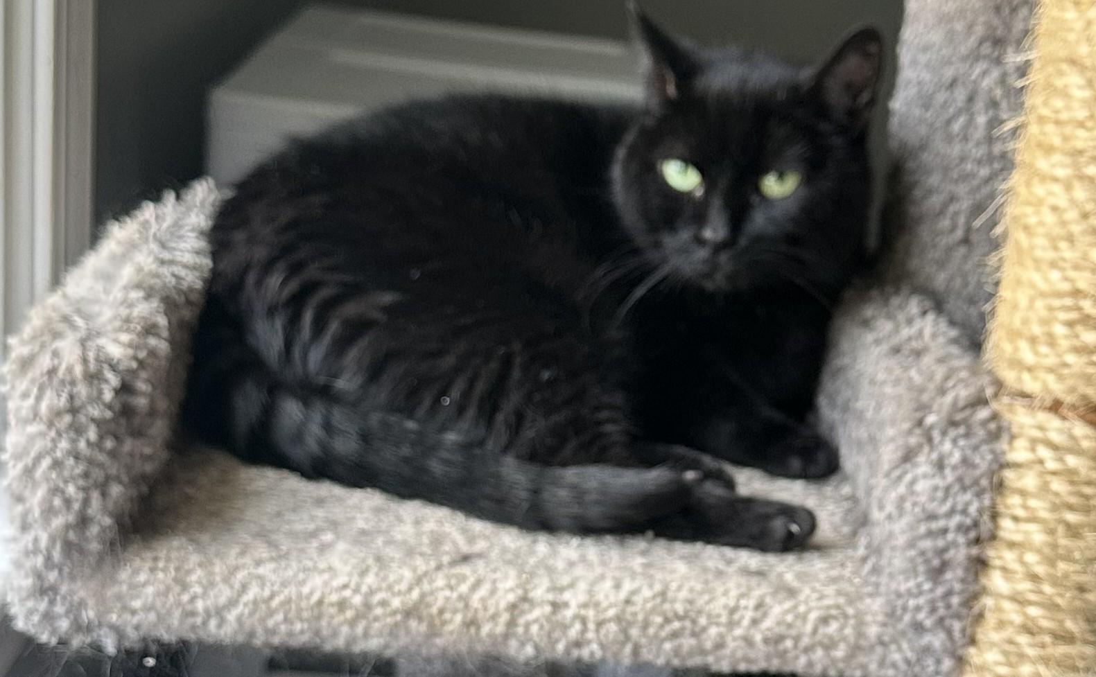 Enlarge Onyx, a Adoptable Domestic Short Hair in Hickory, NC image 6/6