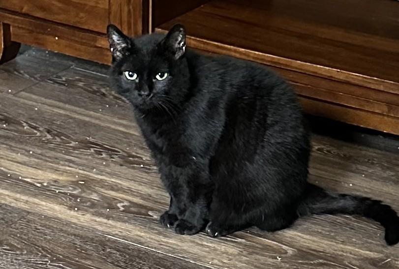 Onyx, Adoptable, Adult Male Domestic Short Hair.