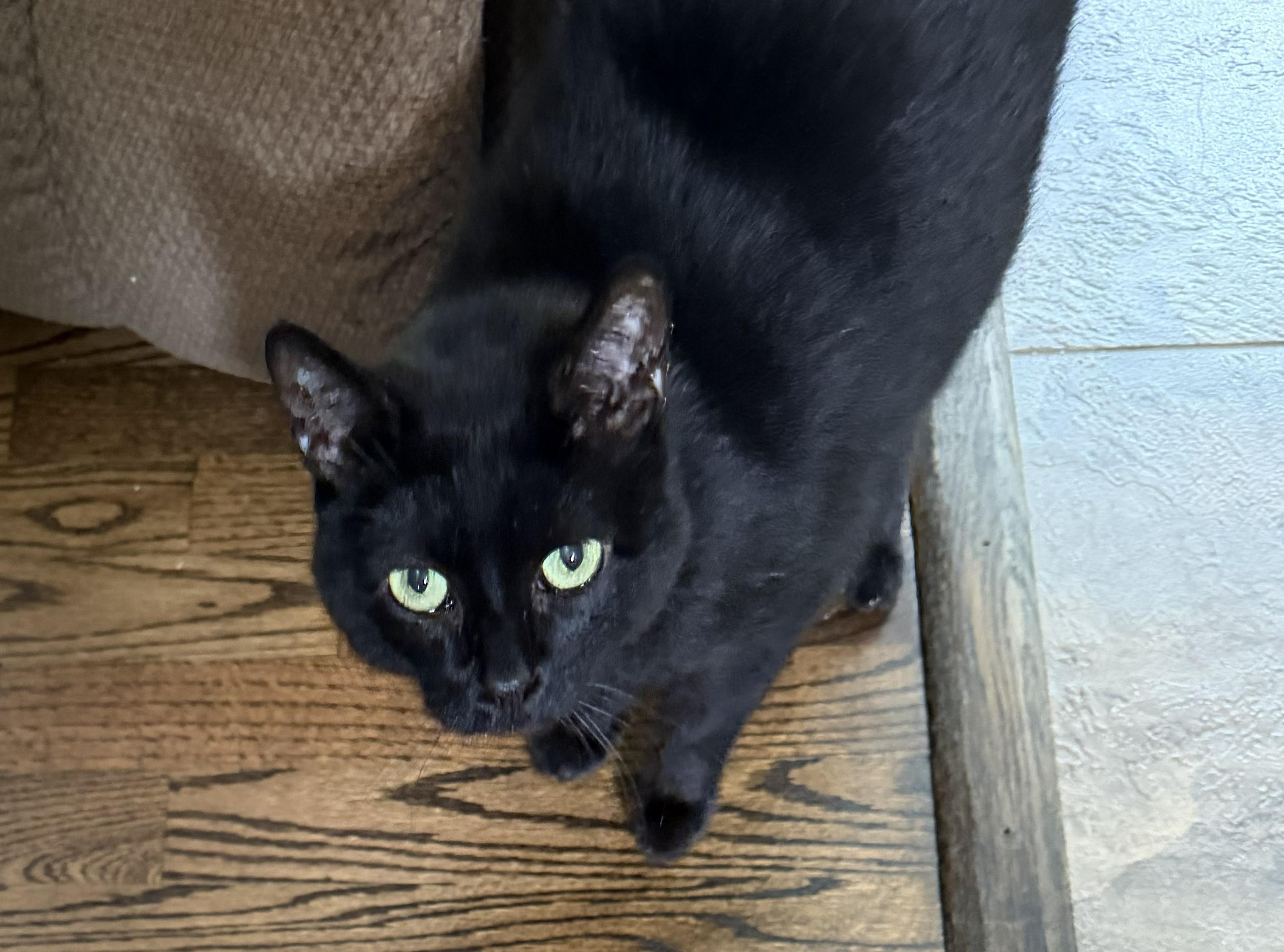Enlarge Onyx, a Adoptable Domestic Short Hair in Hickory, NC image 3/6