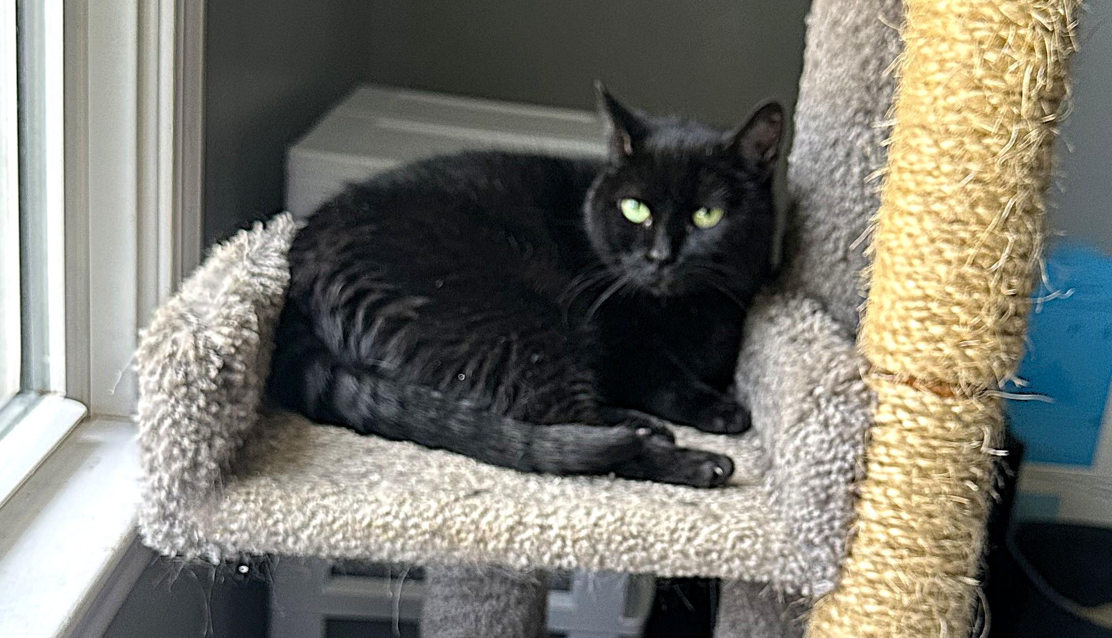 Onyx, Adoptable, Adult Male Domestic Short Hair.
