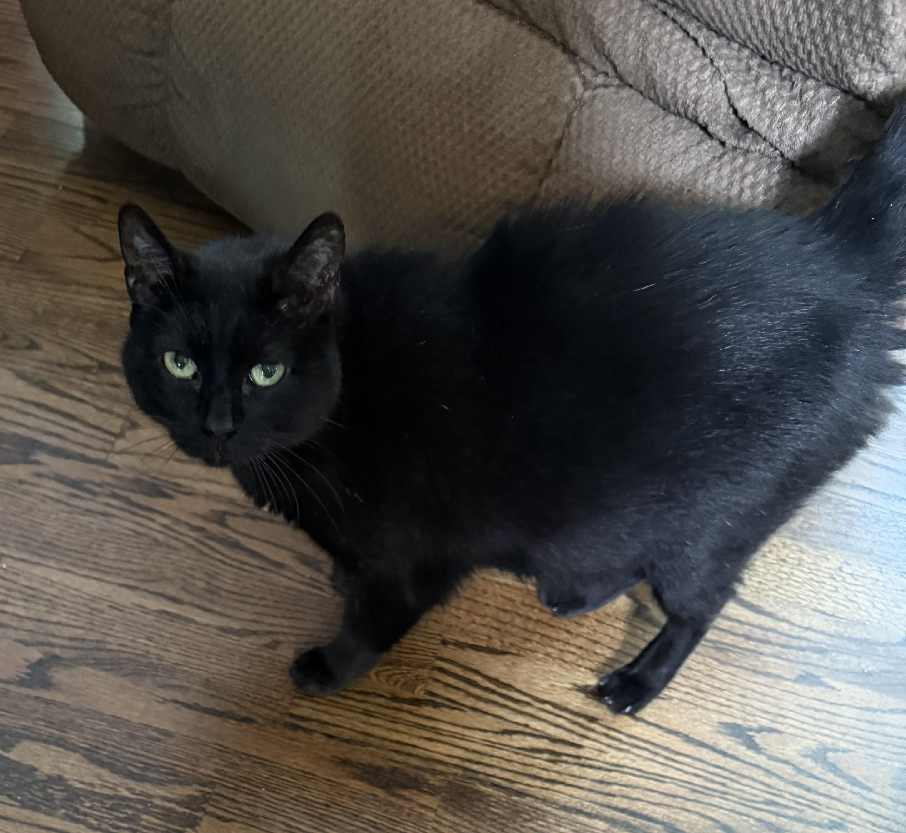 Enlarge Onyx, a Adoptable Domestic Short Hair in Hickory, NC image 2/6