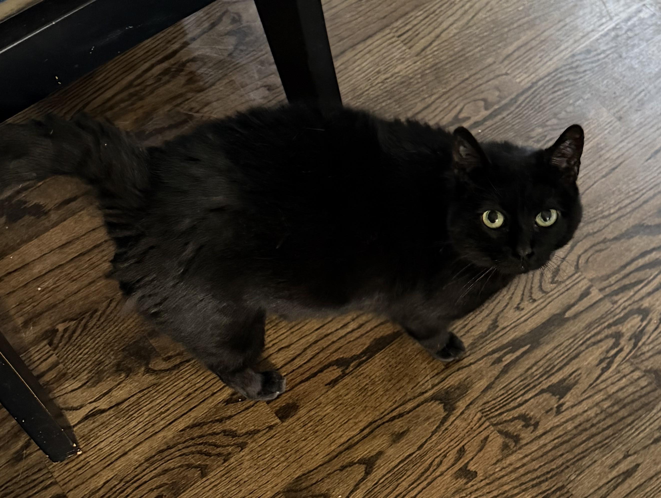 Enlarge Onyx, a Adoptable Domestic Short Hair in Hickory, NC image 2/6