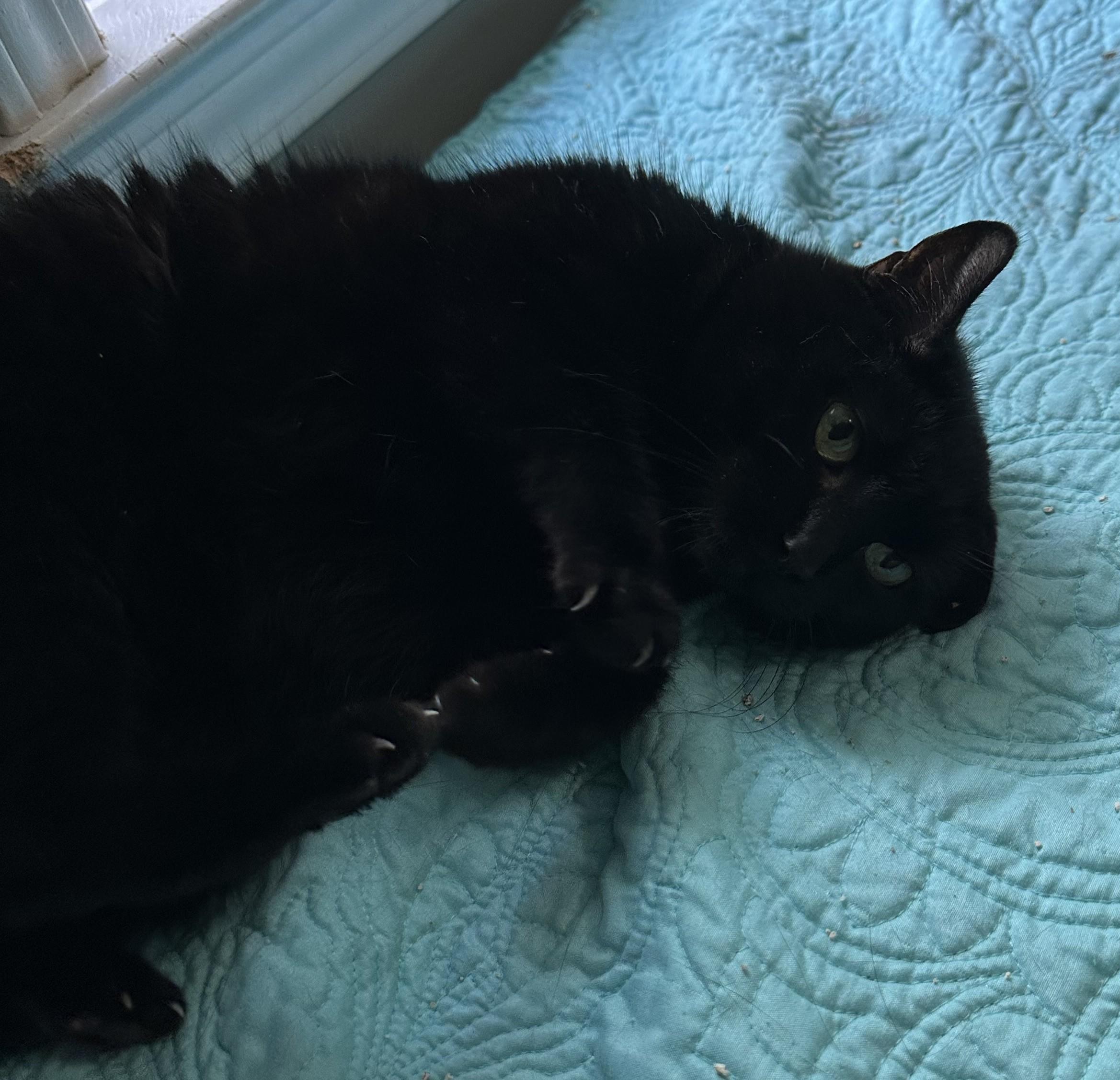 Enlarge Onyx, a Adoptable Domestic Short Hair in Hickory, NC image 4/6