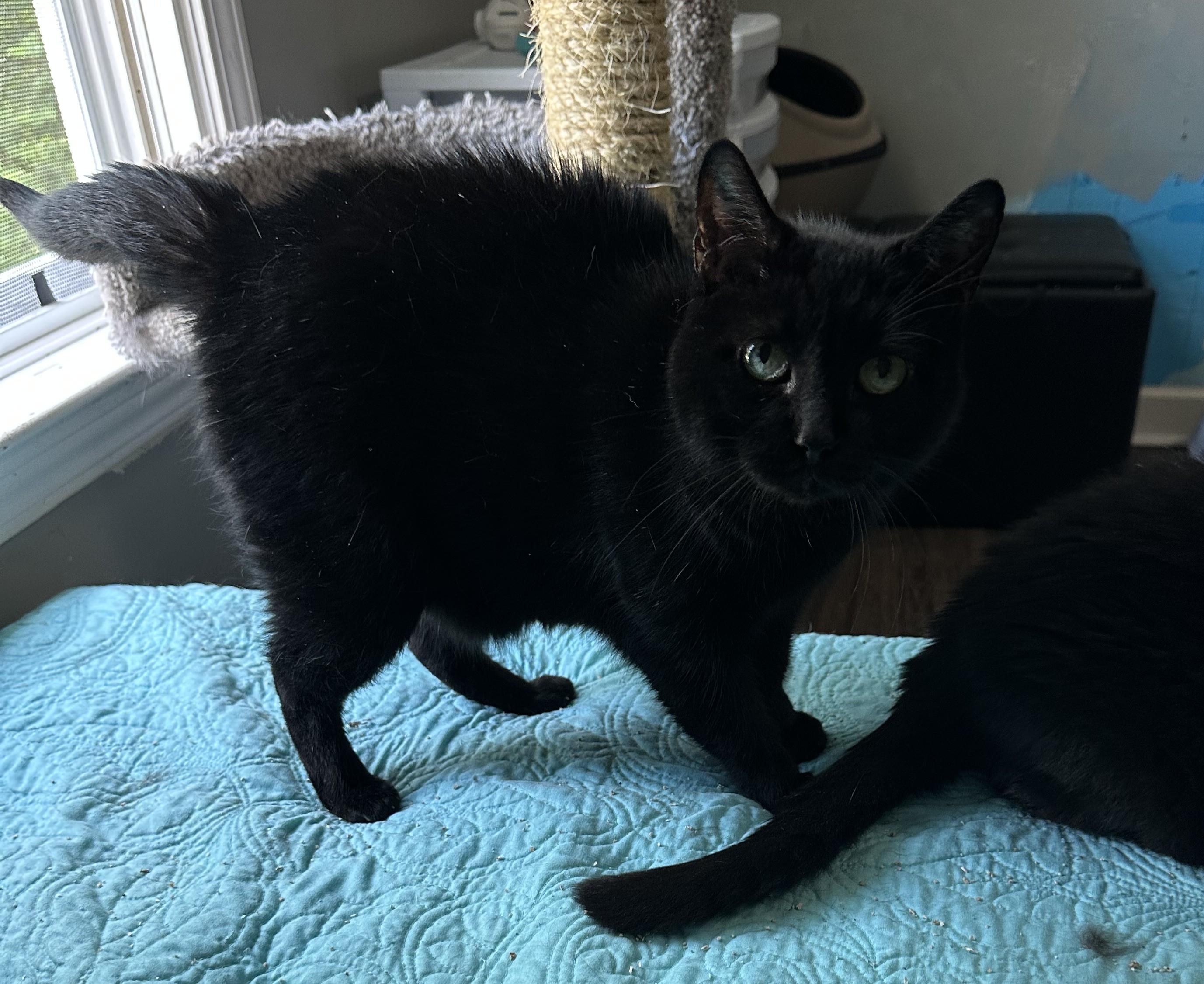 Onyx, a Adoptable Domestic Short Hair in Hickory, NC image 4/4