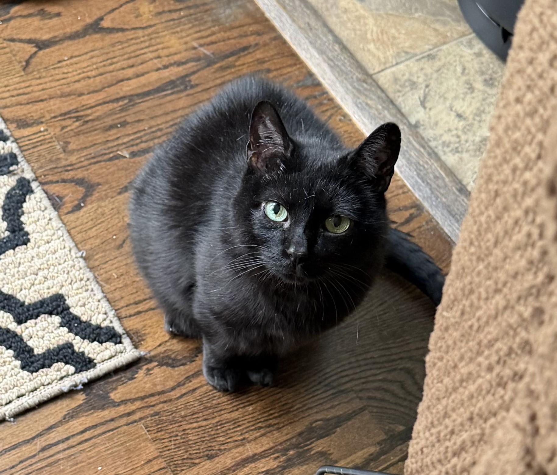 Onyx, Adoptable, Senior Male Domestic Short Hair.