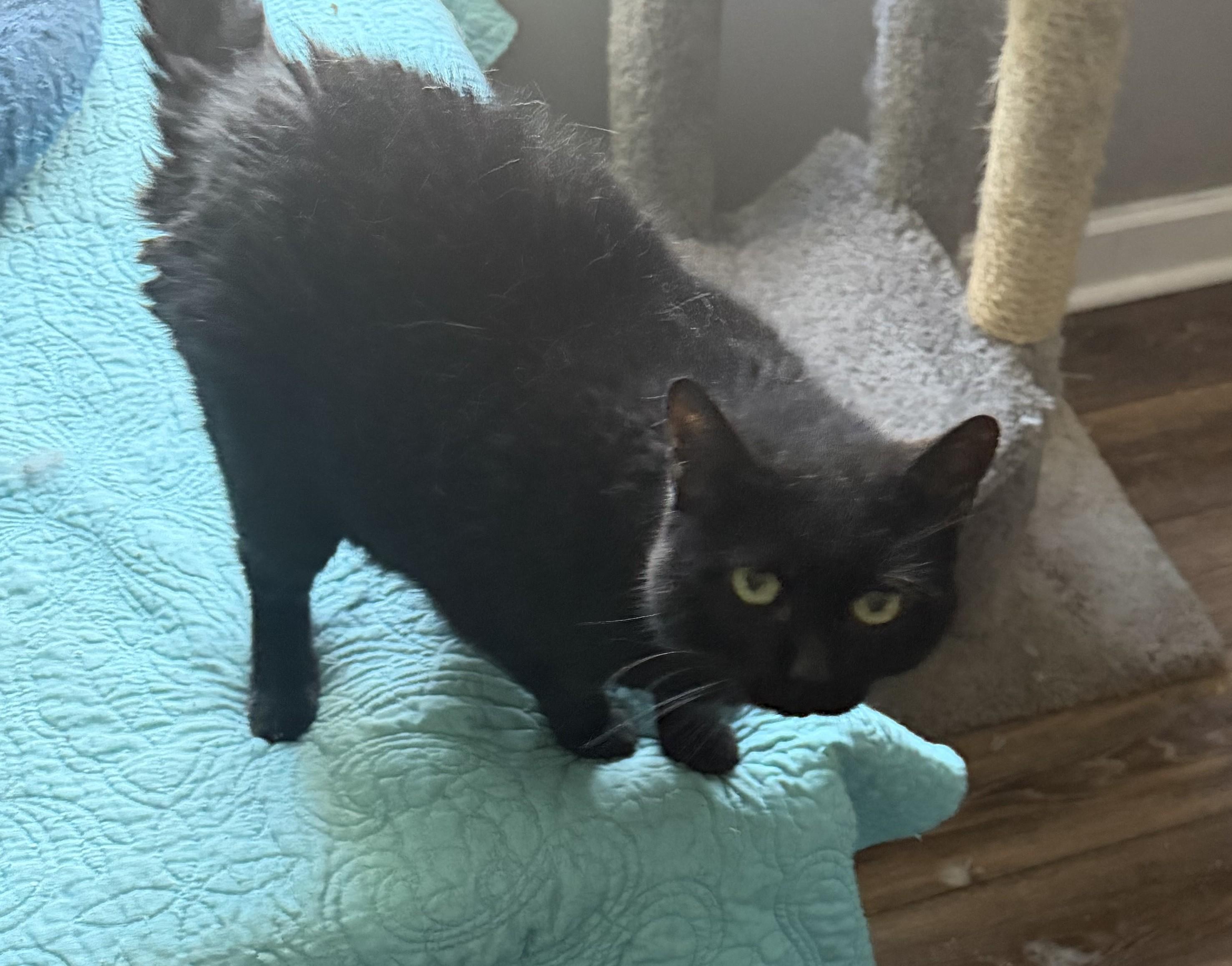 Enlarge Onyx, a Adoptable Domestic Short Hair in Hickory, NC image 2/5