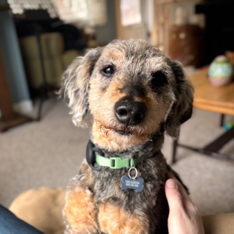 Enlarge Arcade-Home visit in process, an adopted Poodle in Hartland, WI image 6/6