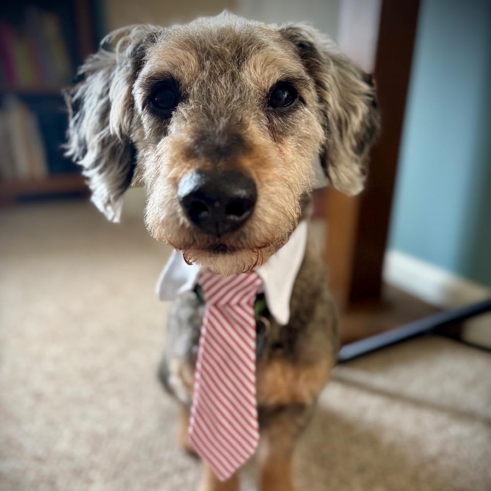 Enlarge Arcade-Home visit in process, an adopted Poodle in Hartland, WI image 1/6