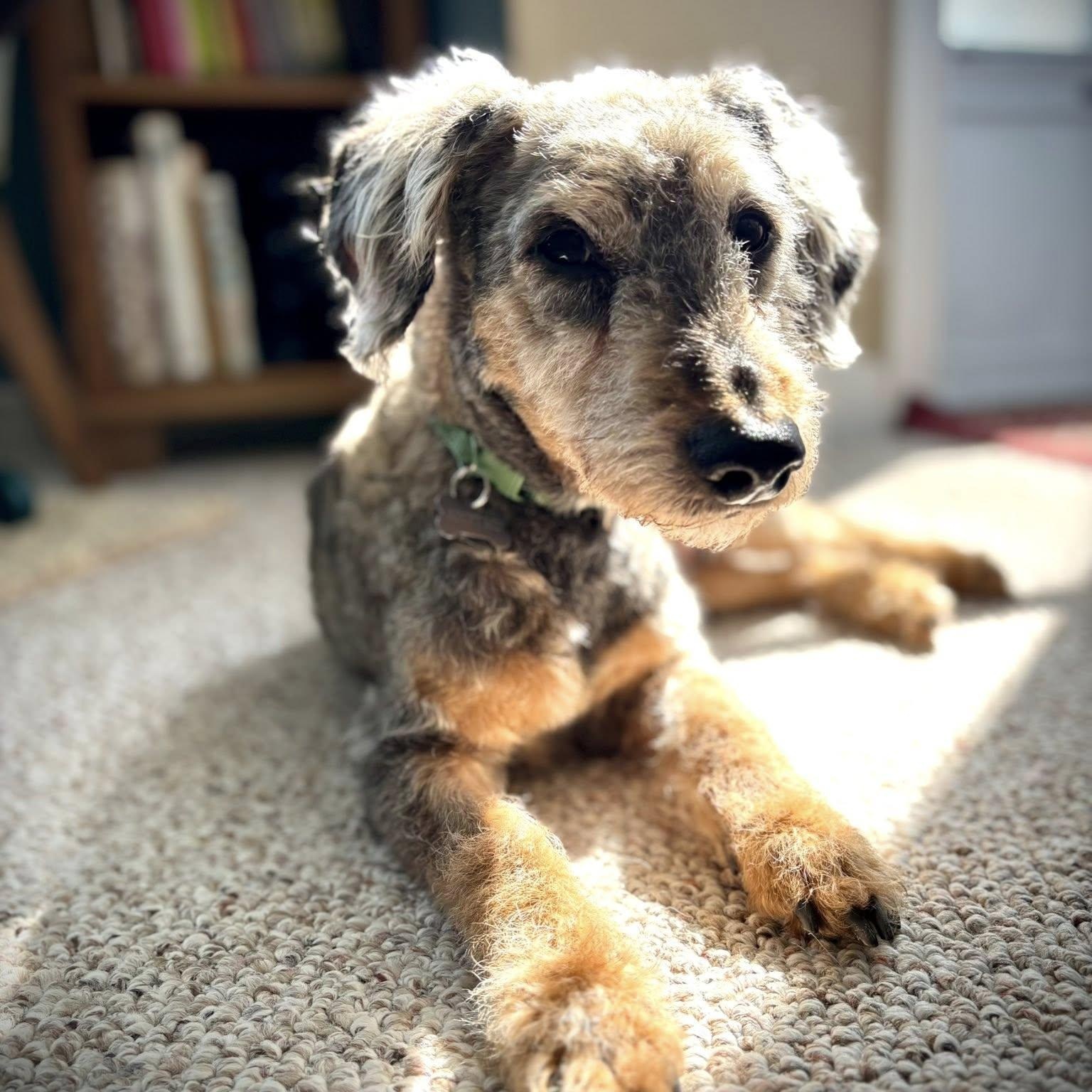 Enlarge Arcade-Home visit in process, an adopted Poodle in Hartland, WI image 2/6