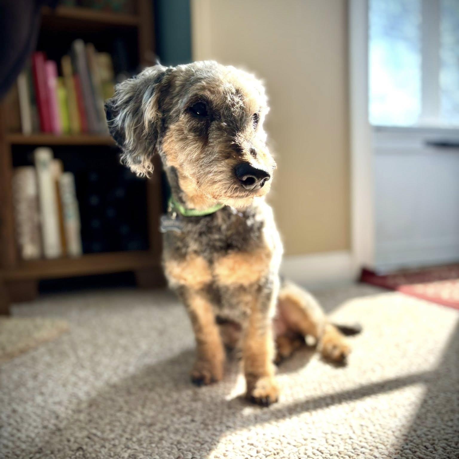 Enlarge Arcade-Home visit in process, an adopted Poodle in Hartland, WI image 3/6