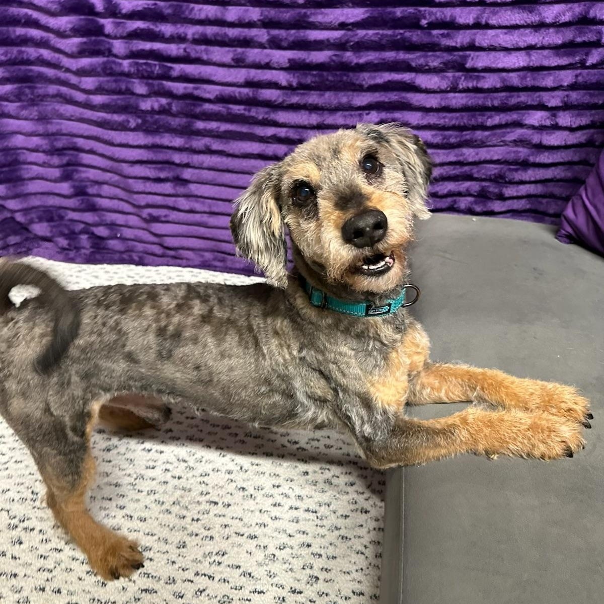 Enlarge Arcade-Home visit in process, an adopted Poodle in Hartland, WI image 4/6