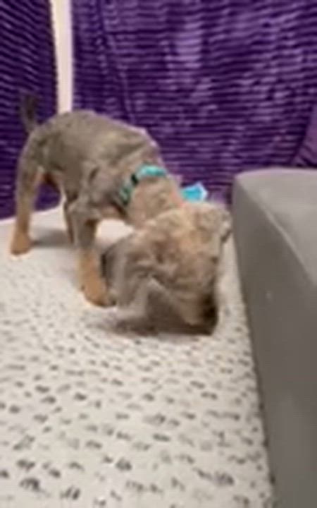 Enlarge Arcade-Home visit in process, an adopted Poodle in Hartland, WI video 5/6