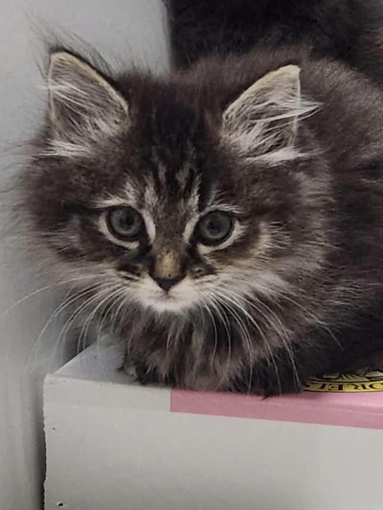 Enlarge Ravioli, a ADOPTABLE Domestic Long Hair in Charlotte, NC image 5/6