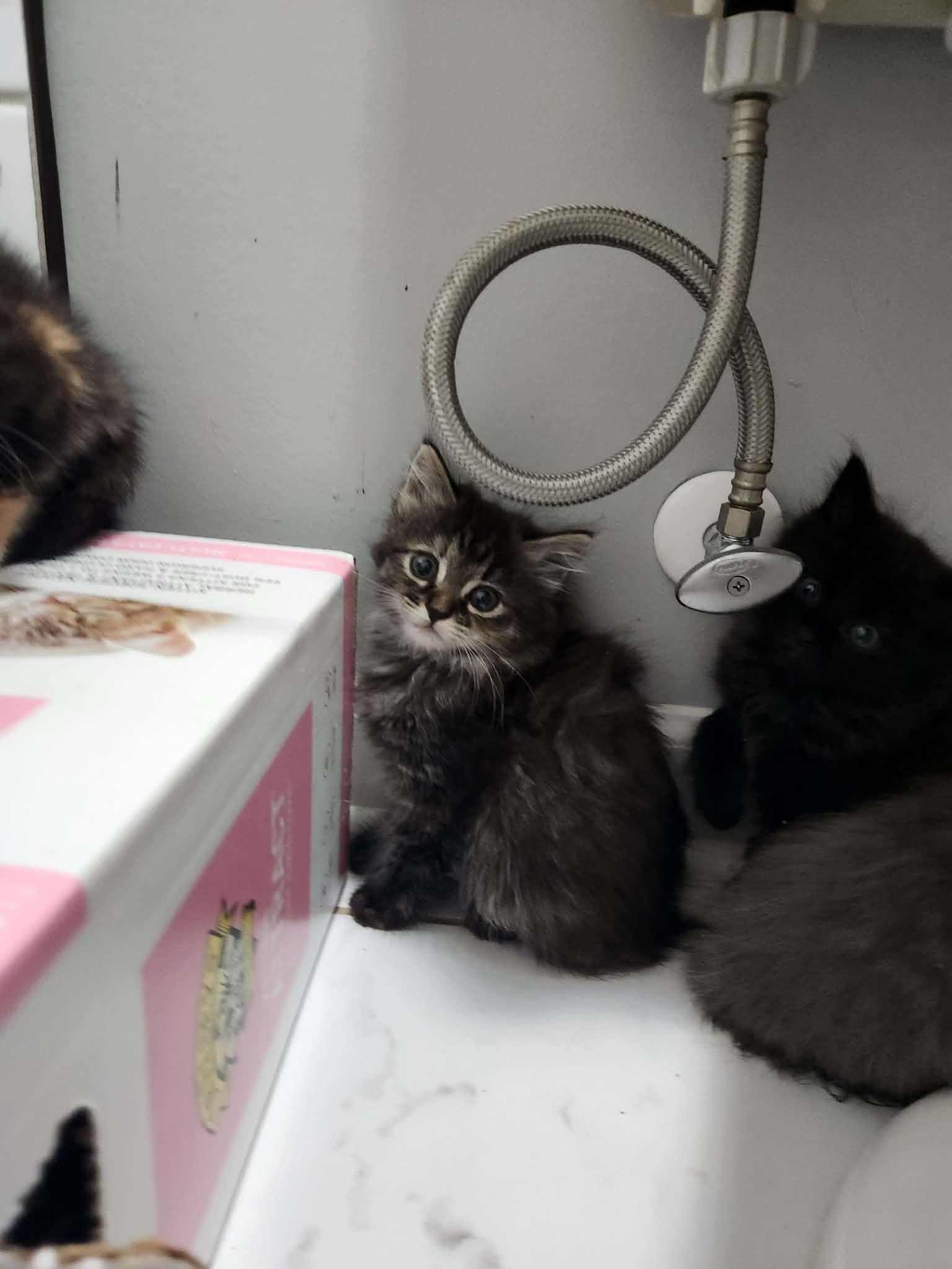Enlarge Ravioli, a ADOPTABLE Domestic Long Hair in Charlotte, NC image 3/6