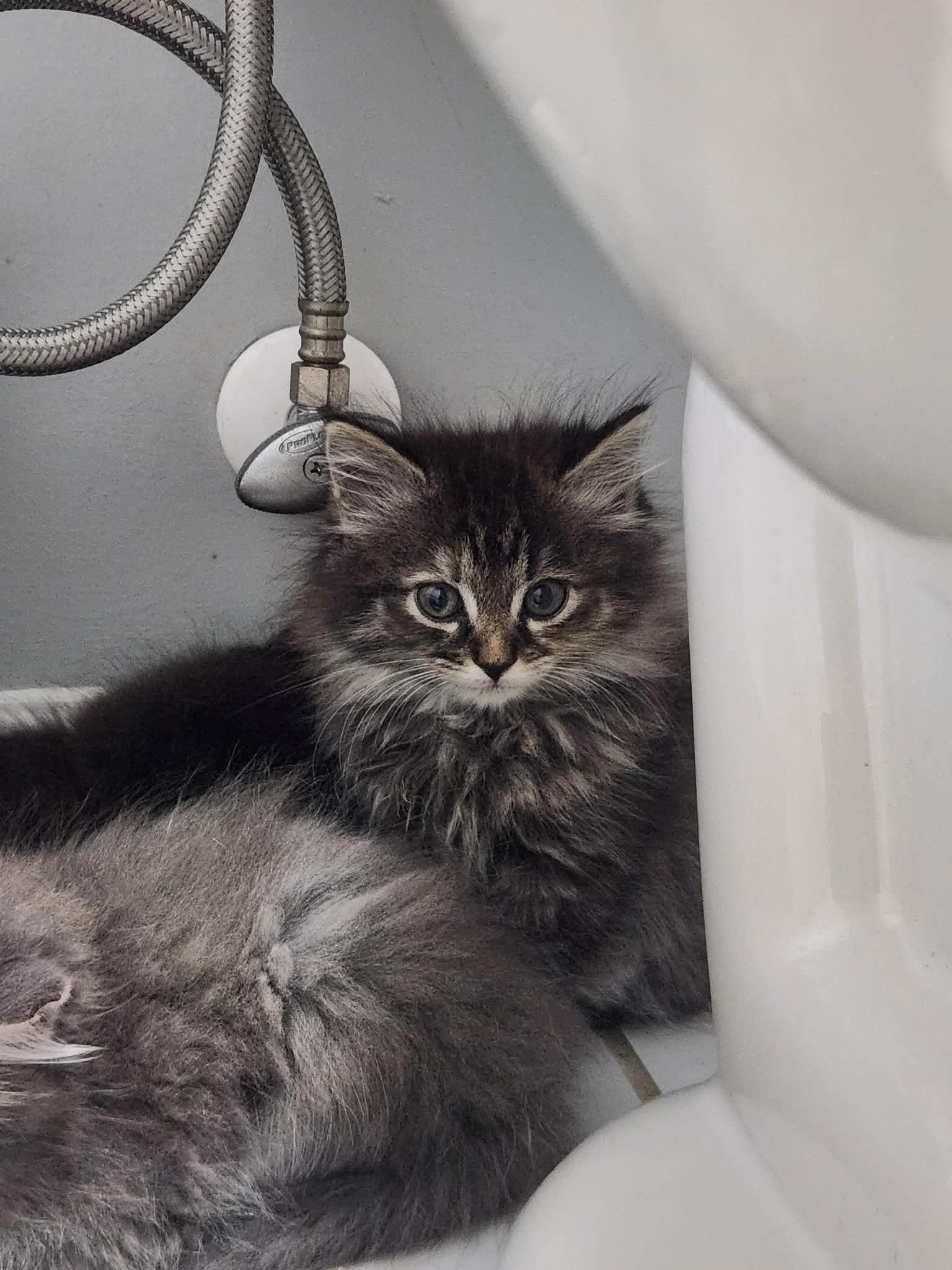 Enlarge Ravioli, a ADOPTABLE Domestic Long Hair in Charlotte, NC image 6/6