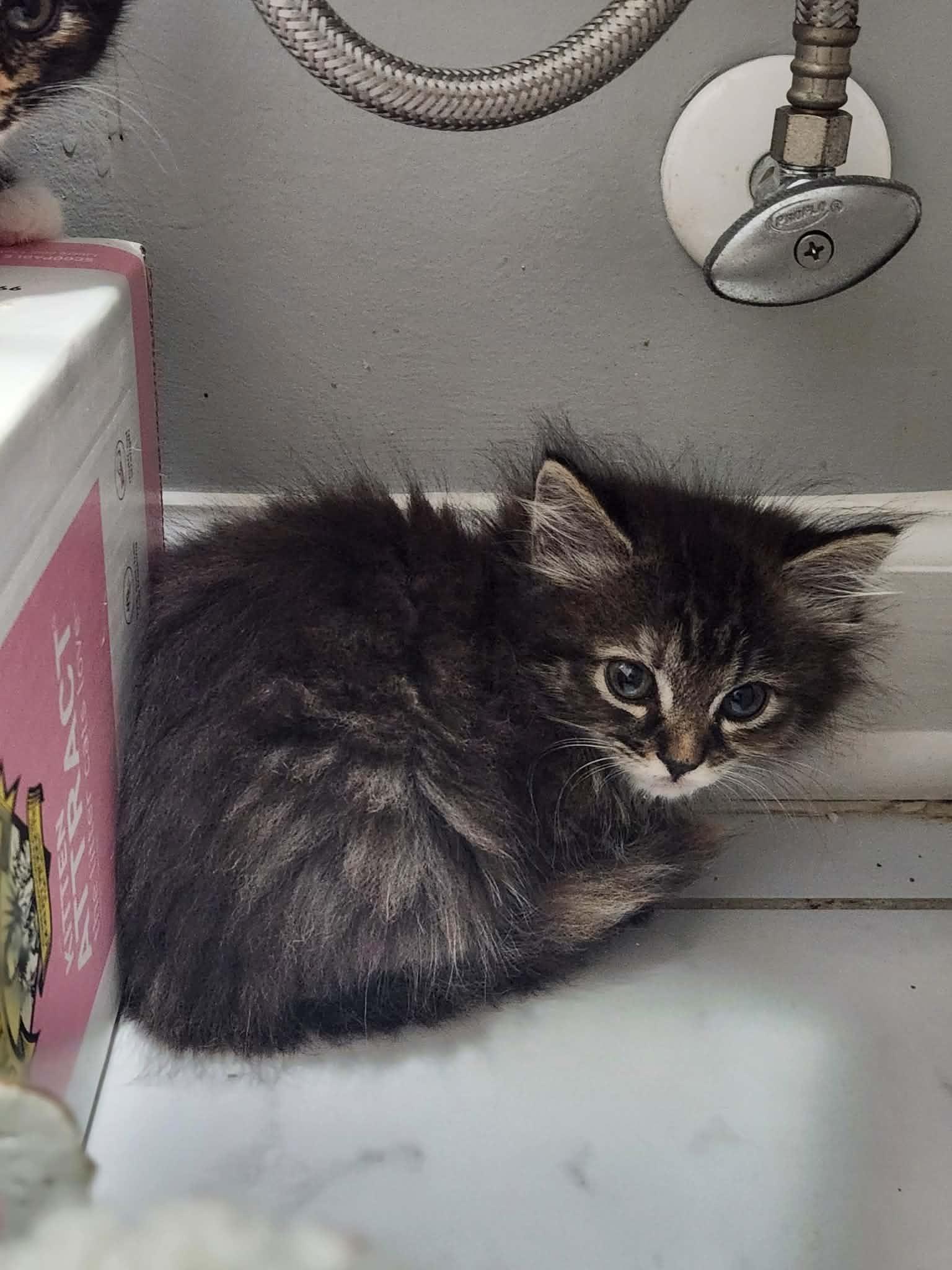 Enlarge Ravioli, a ADOPTABLE Domestic Long Hair in Charlotte, NC image 2/6