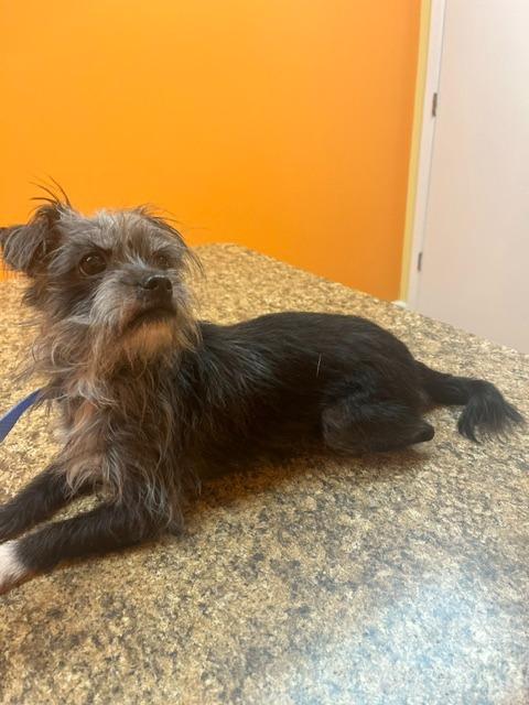 Zyri, Adoptable, Adult Female Cairn Terrier & Brussels Griffon.