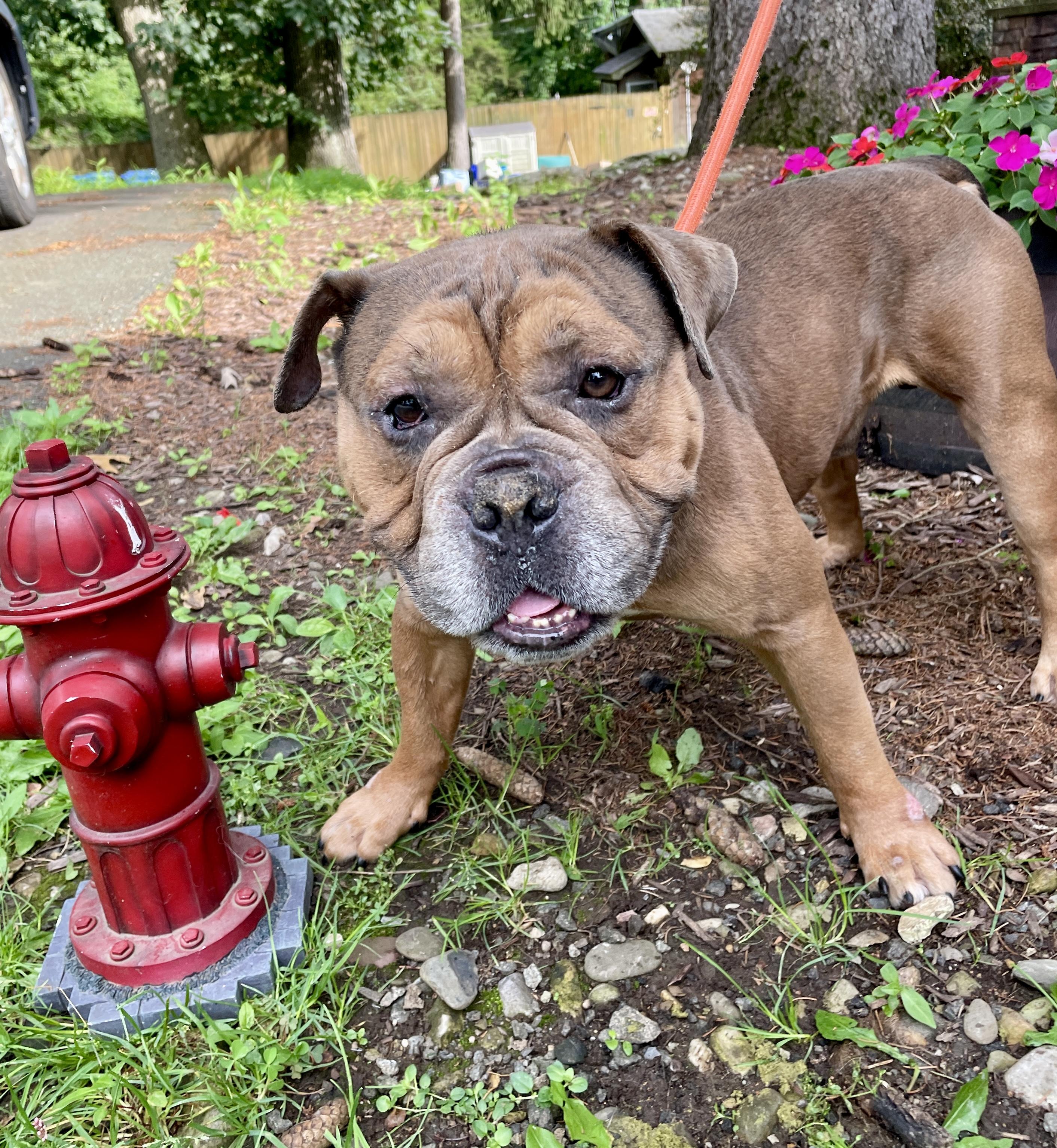 Seymour, Adoptable, Adult Male Bulldog.