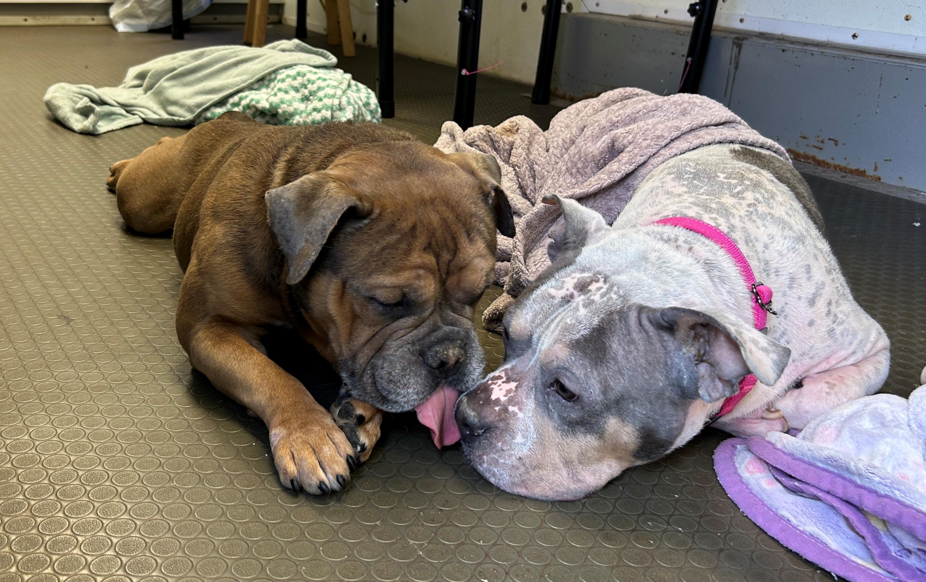 Seymour, a Adoptable mixed breed in Warren, NJ image 3/5