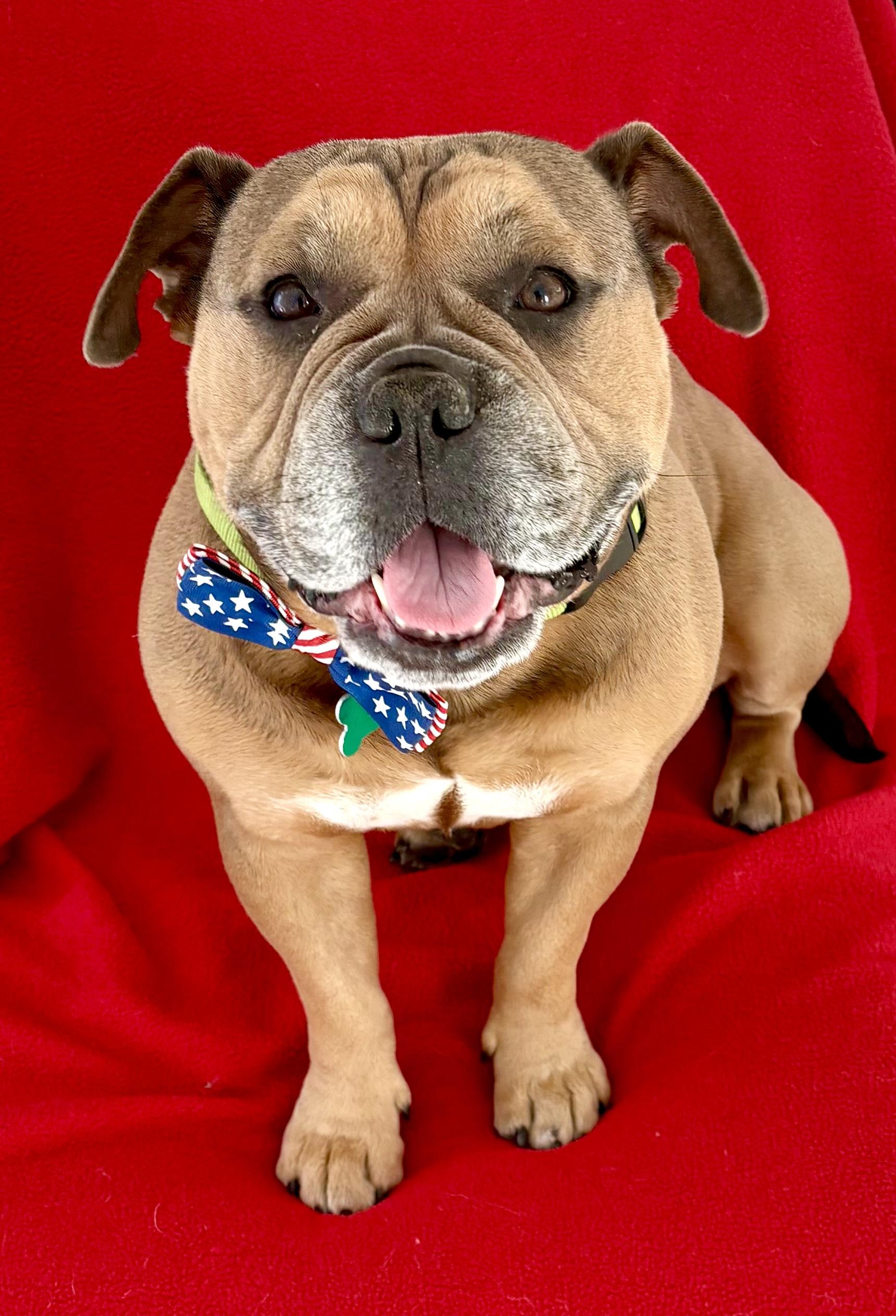 Seymour, a Adoptable mixed breed in Warren, NJ image 1/6