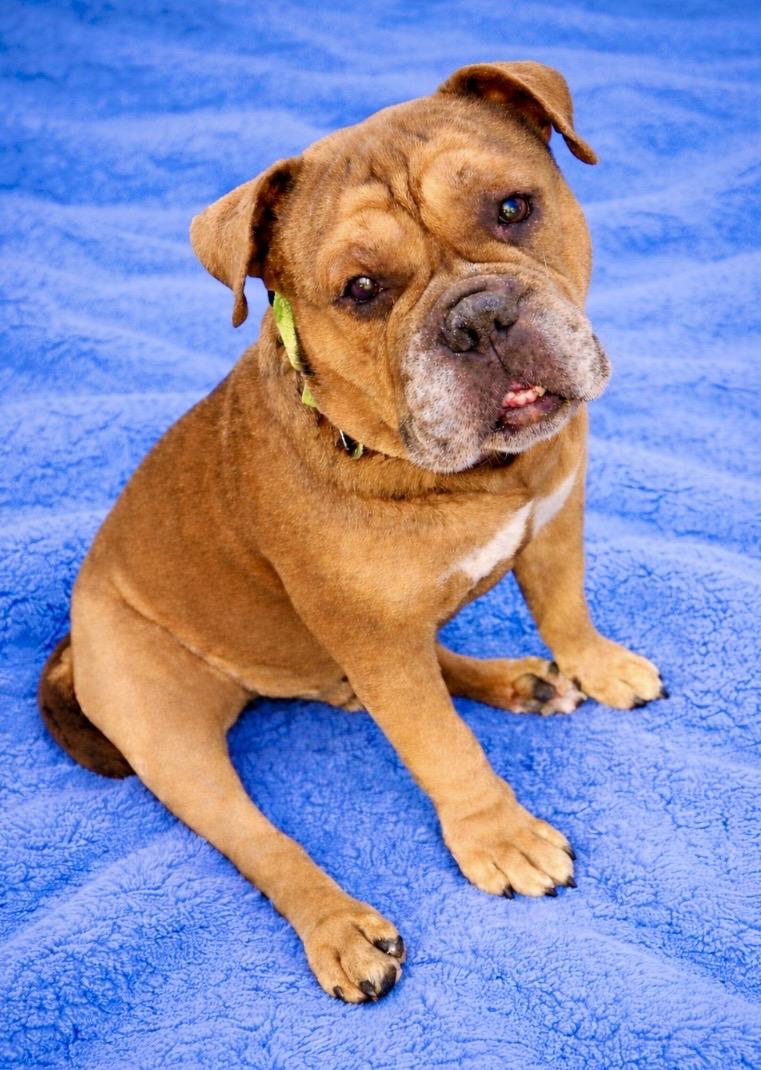 Enlarge Seymour, a Adoptable mixed breed in Warren, NJ image 1/6