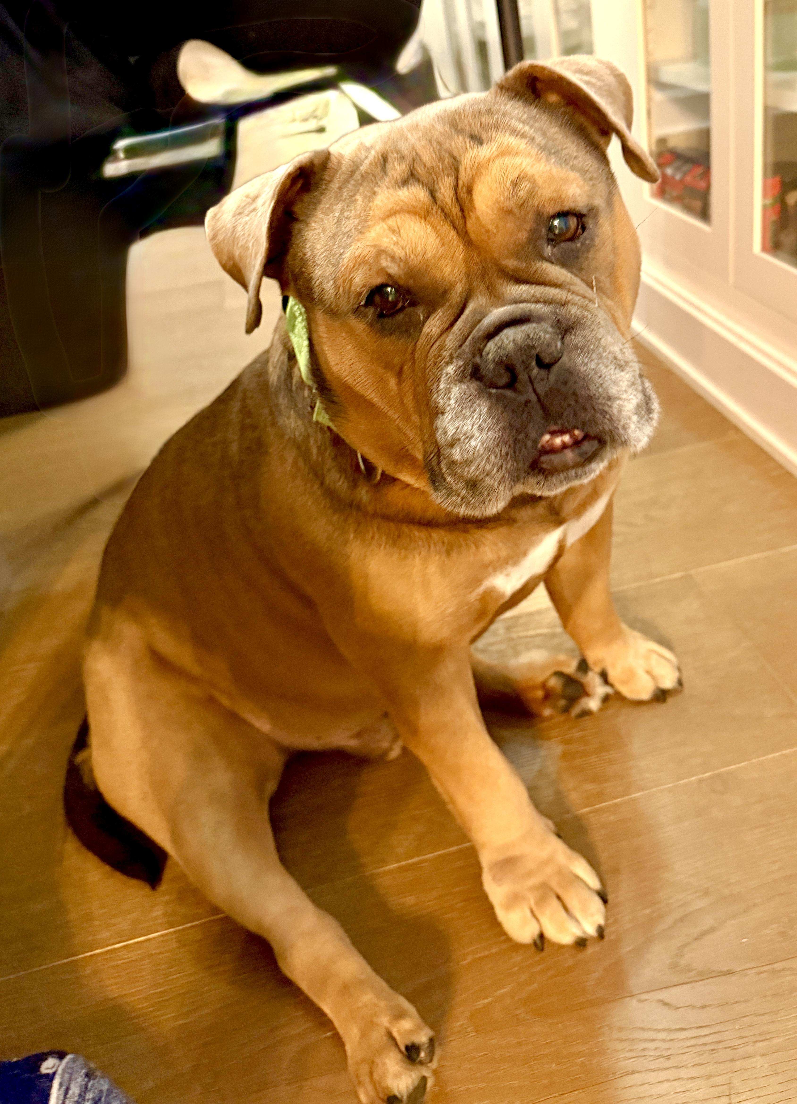 Seymour, Adoptable, Young Male Bulldog.