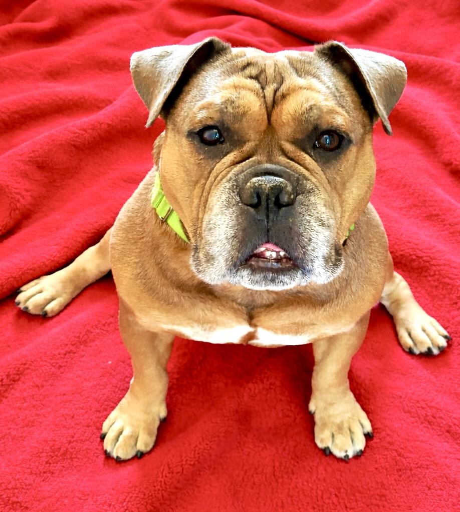 Enlarge Seymour - Adoption Pending, an adoption pending mixed breed in Warren, NJ image 3/6