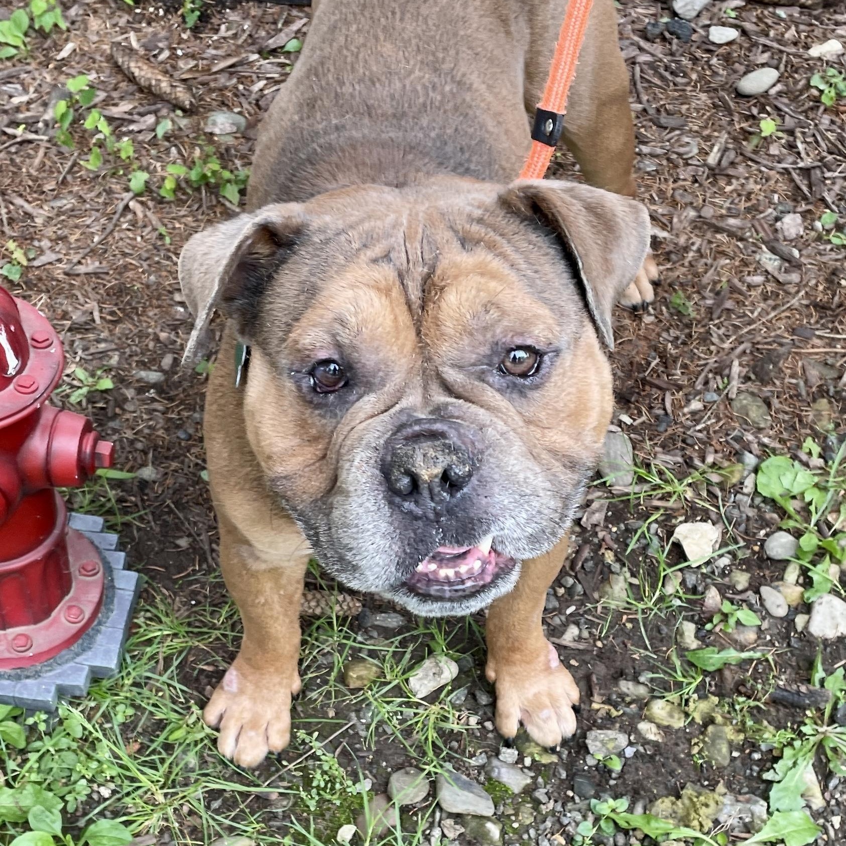 Seymour, a Adoptable mixed breed in Warren, NJ image 5/5