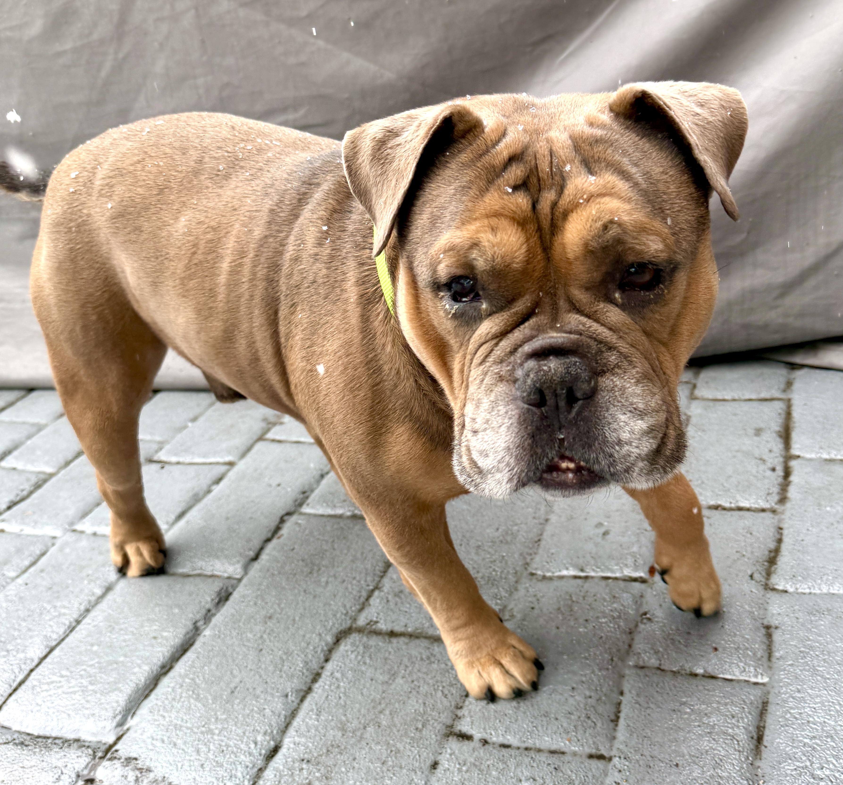 Enlarge Seymour, a Adoptable mixed breed in Warren, NJ image 2/6