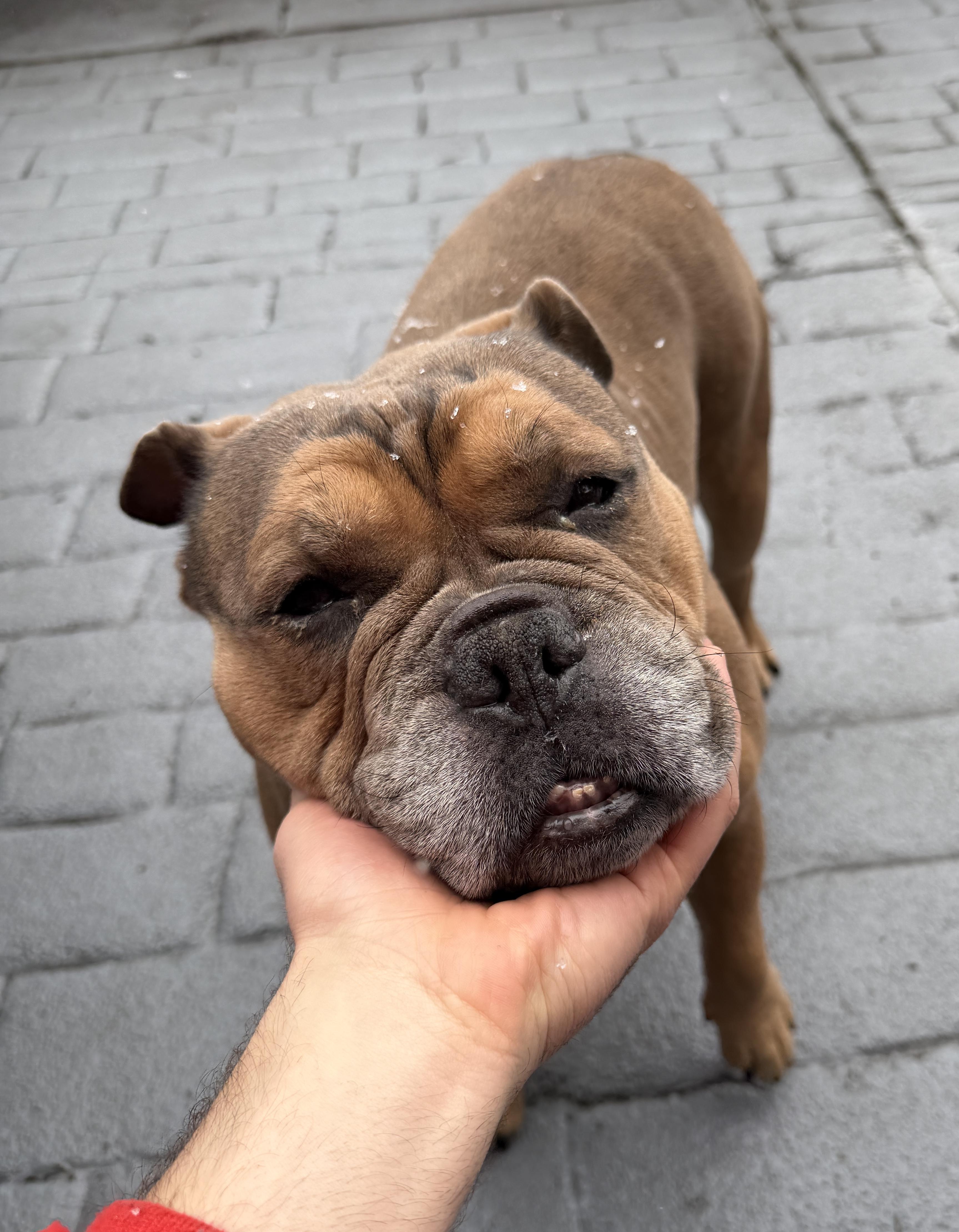 Enlarge Seymour, a Adoptable mixed breed in Warren, NJ image 6/6