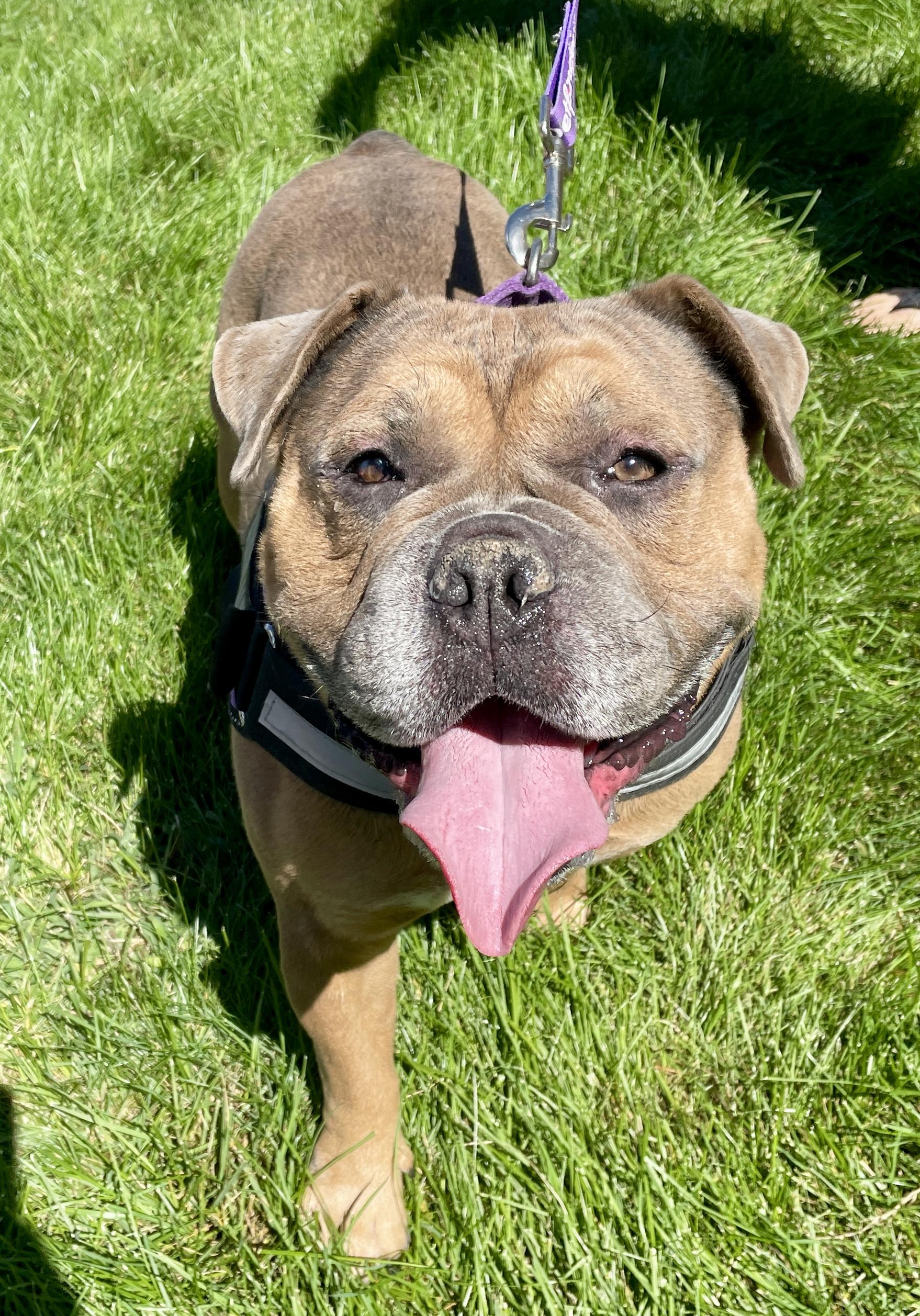 Seymour, a Adoptable mixed breed in Warren, NJ image 2/5