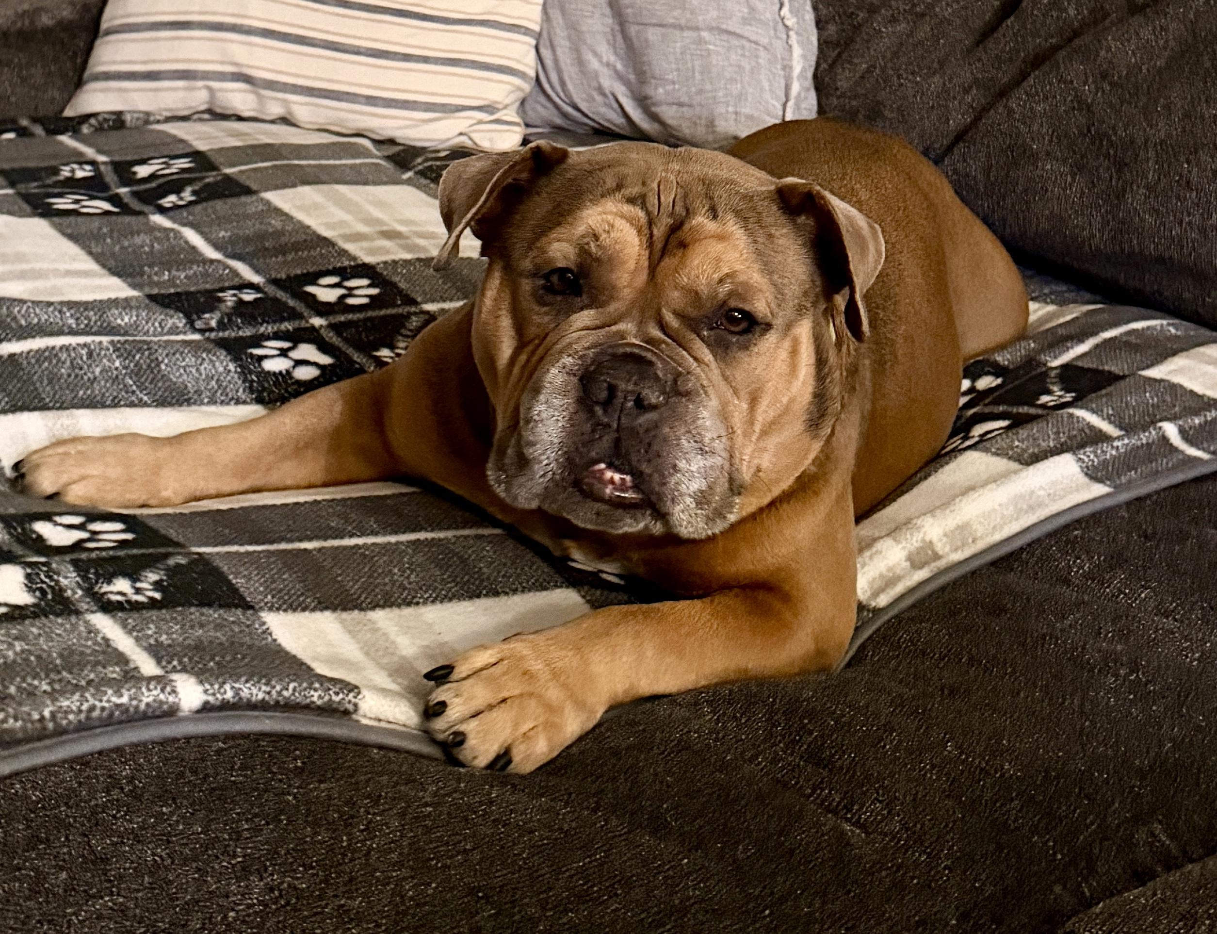 Enlarge Seymour, a Adoptable mixed breed in Warren, NJ image 3/6