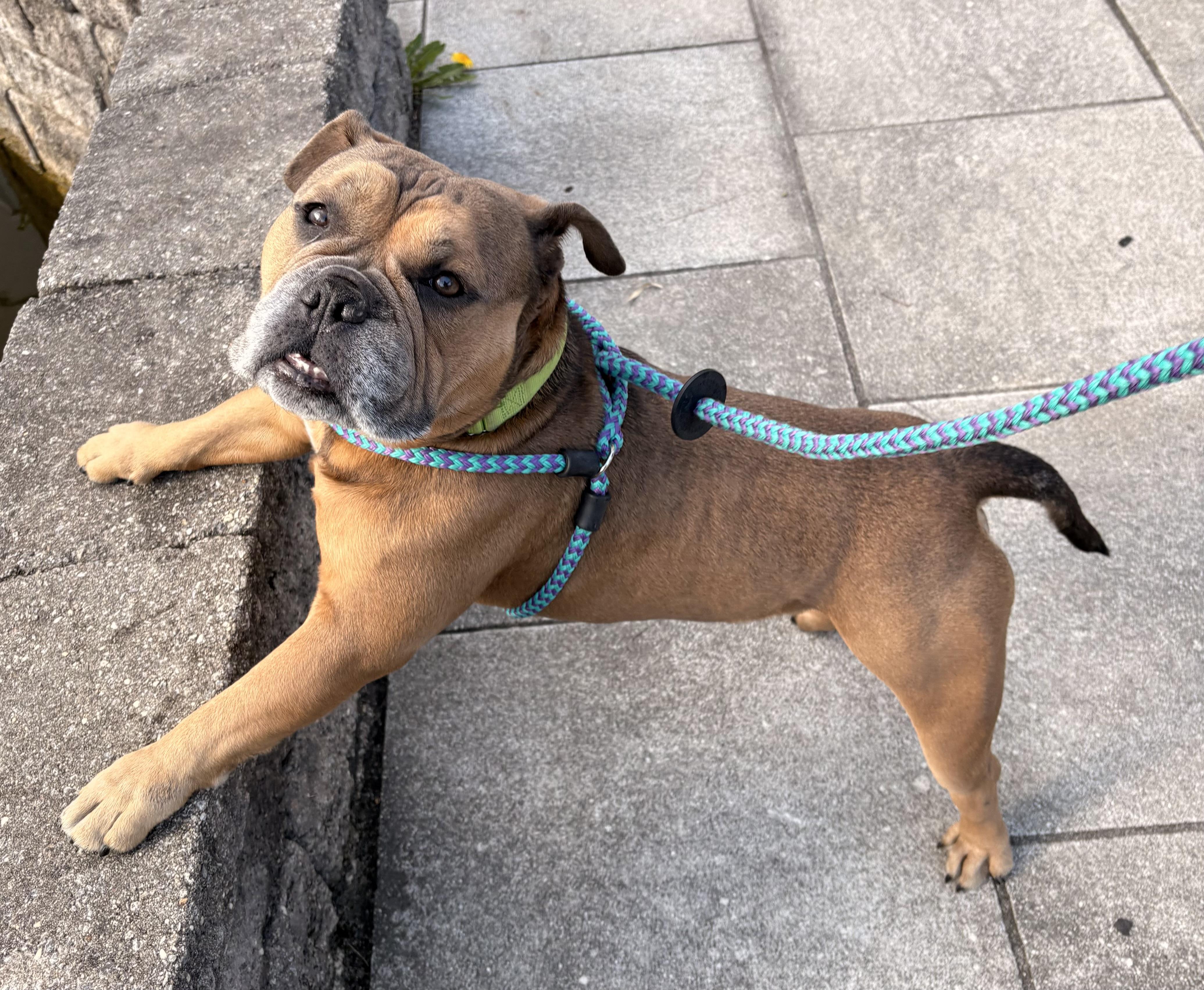 Seymour, a Adoptable mixed breed in Warren, NJ image 4/6