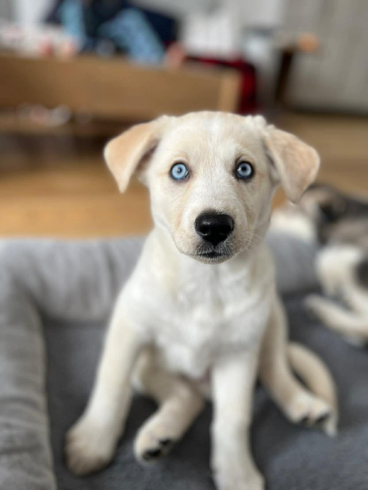 Neela, ADOPTABLE, Puppy Female Husky & Labrador Retriever.